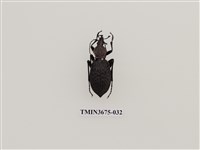 藏品(步行蟲(1))的圖片